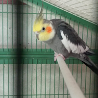 Coppia calopsite riproduttiva