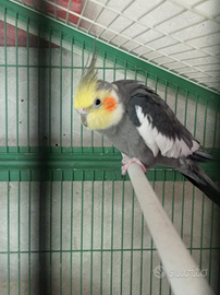 Coppia calopsite riproduttiva