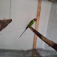 Parrocchetto testa di prugna