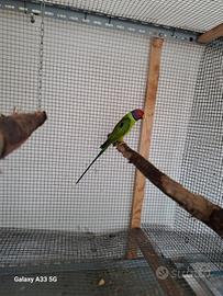 Parrocchetto testa di prugna