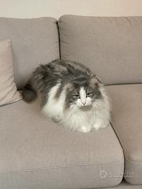 Gatto rimasto senza padroni