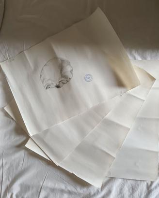 4 disegni, studi anatomici accademici
