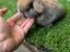 Immagine 1