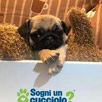 Carlino cucciolo disponibile