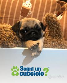 Carlino cucciolo disponibile