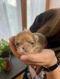 Chihuahua disponibili