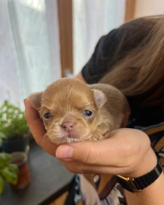 Chihuahua disponibili