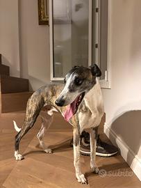 Whippet