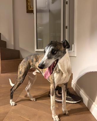 Whippet