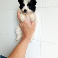 Cuccioli di maltipoo toy