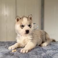 Siberian Husky con pedigree E garanzie