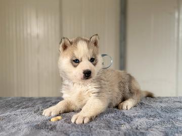 Siberian Husky con pedigree E garanzie