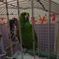 Amazzone nuca gialla