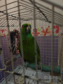 Amazzone nuca gialla