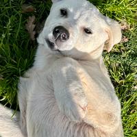 Cucciolo simpatico in canile