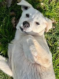 Cucciolo simpatico in canile