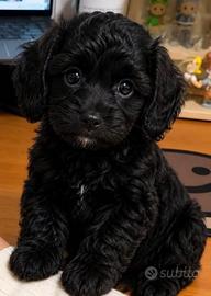 Cane barboncino
