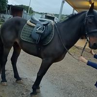 Cavallo x passeggiare e salto x bambini inesperti