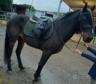 Cavallo x passeggiare e salto x bambini inesperti