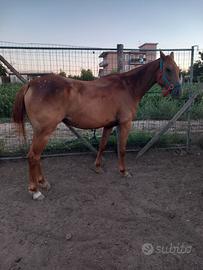 Cavalla con puledra