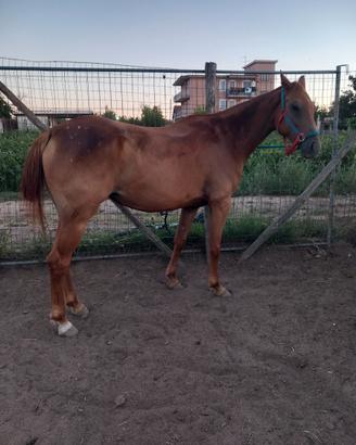 Cavalla con puledra