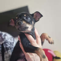 Pinscher femmina cucciola