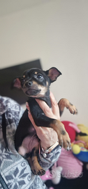Pinscher femmina cucciola