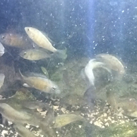 Ciclidi haplocrhomis