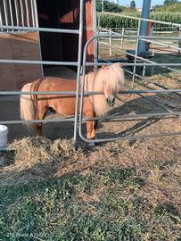 Pony