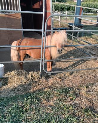 Pony