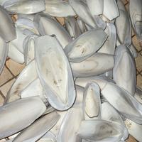 Osso di seppia per volatili