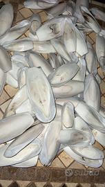 Osso di seppia per volatili