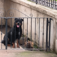 Rottweiler maschio ,