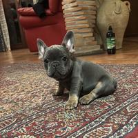 Bouledogue francese (bulldog )