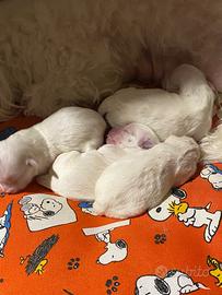 Nuova cucciolata maltese toy