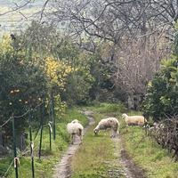 Terreno 5000mq Centro Gaggi parte edicabile