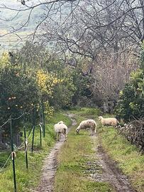 Terreno 5000mq Centro Gaggi parte edicabile