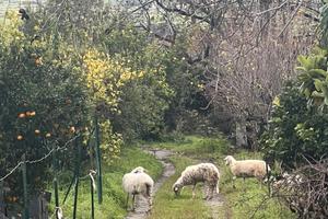 Terreno 5000mq Centro Gaggi parte edicabile
