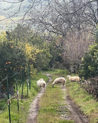 Terreno 5000mq Centro Gaggi parte edicabile