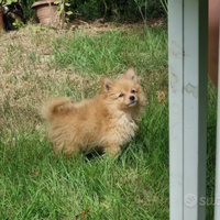 Cuccioli volpino italiano rosso