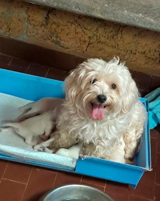 cuccioli di maltese 