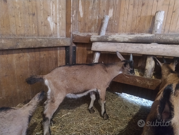 Capretti camosciata delle alpi