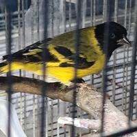 Lucherino testa nera maschio