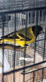 Lucherino testa nera maschio