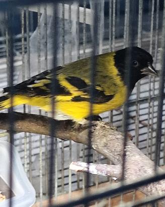 Lucherino testa nera maschio