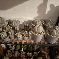 Cactus - Collezione 16 cactus astrophytum