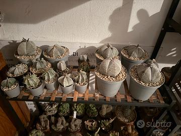 Cactus - Collezione 16 cactus astrophytum