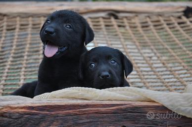Ultimi due cuccioli labrador con pedigree enci