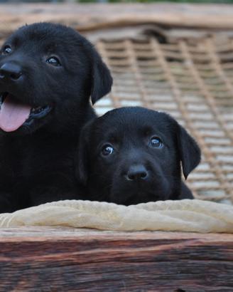 Ultimi due cuccioli labrador con pedigree enci
