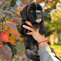 Cuccioli Boxer